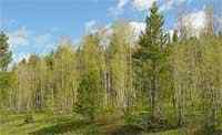 Différence entre la jungle et la forêt tropicale