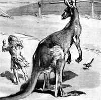 Diferencia entre el canguro y Wallaby