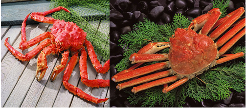 Unterschied zwischen King Crab und Snow Crab