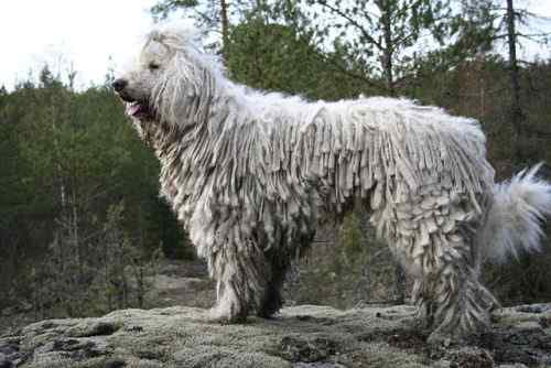 Perbedaan antara Komondor dan Puli Dog