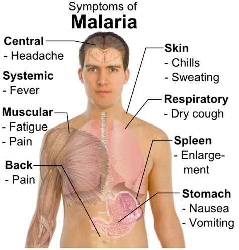 Perbezaan antara malaria dan demam kuning