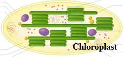 Różnica między mitochondriami a chloroplastem