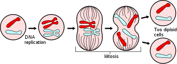 Perbezaan antara mitosis dan meiosis