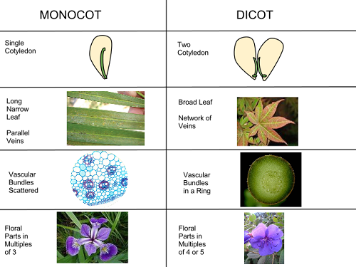 Différence entre monocotylédon et dicotyledon