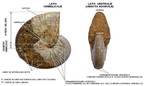 Unterschied zwischen Morphologie und Physiologie