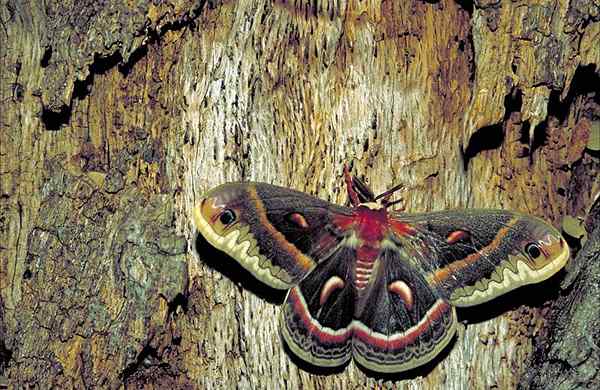 Diferencia entre polillas y mariposas