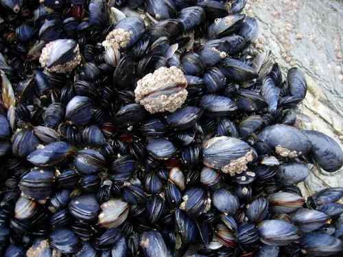 Différence entre les moules et les palourdes