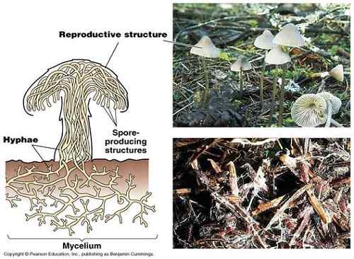 Unterschied zwischen Mycelia und Hyphen