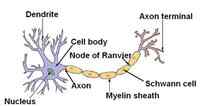 Unterschied zwischen Nerv und Neuron