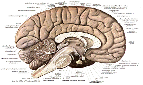 Perbezaan antara neurophysician dan neurosurgery