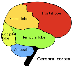 Perbezaan antara neurotransmitter dan endorphin