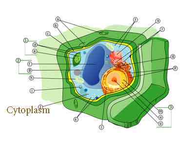 Diferencia entre el nucleoplasma y el citoplasma