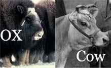 Diferencia entre buey y vaca