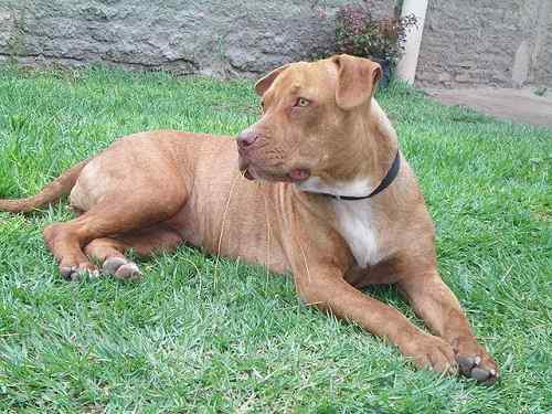 Perbezaan Antara Pitbulls dan Amerika Staffordshire Terriers