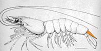 Différence entre les crevettes et les écrevisses