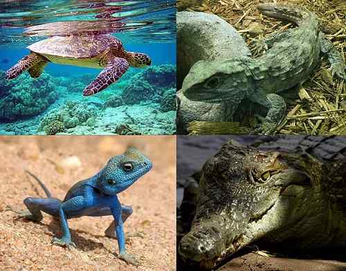 Diferencia entre reptiles y mamíferos