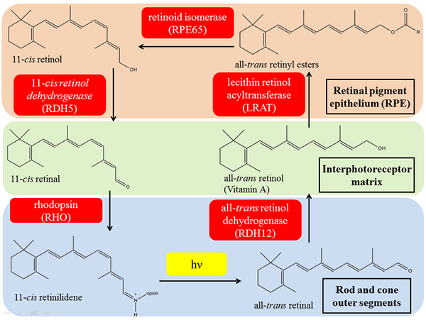 Perbezaan antara retinol dan retin -a