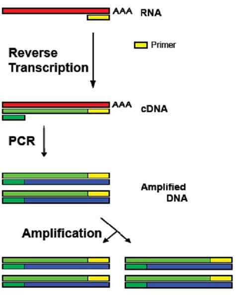 Różnica między RT-PCR i QPCR