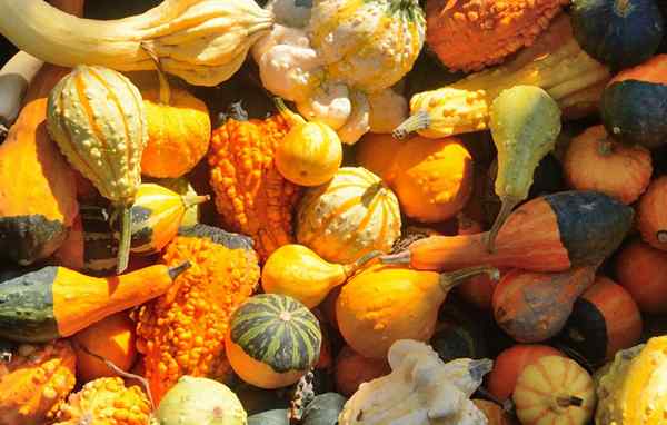 Diferencia entre calabaza y calabaza