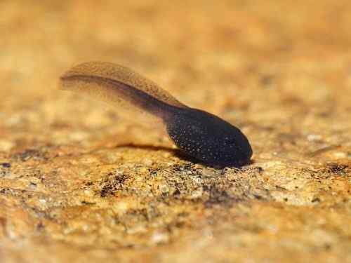 Perbezaan antara tadpoles dan katak