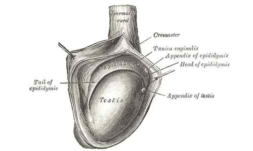 Différence entre le cancer des testicules et l'hydrocèle