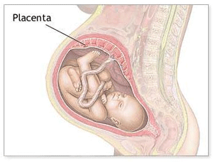 Diferencia entre el cordón umbilical y la placenta