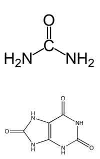 Diferencia entre urea y ácido úrico