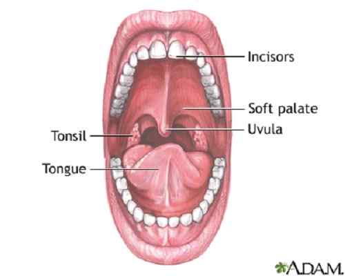 Różnica między Uvula i Epiglottis