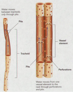 Różnica między elementami naczynia a tracheidami