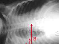 Perbedaan antara x-ray dan pemindaian kucing