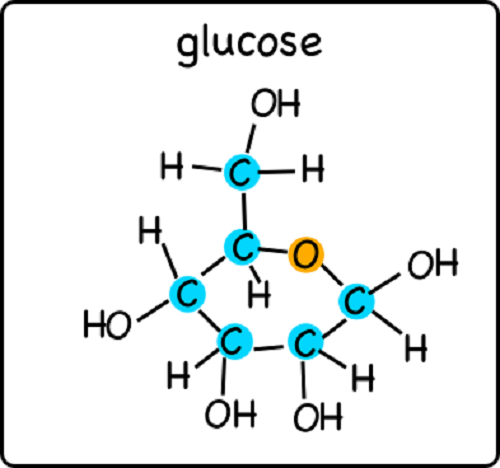 Différence entre le xylose et le glucose