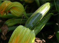 Différence entre les courgettes et la courgette