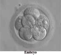 Perbedaan antara zygote dan embrio