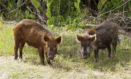 Unterschiede zwischen einem Schwein und einem Schwein