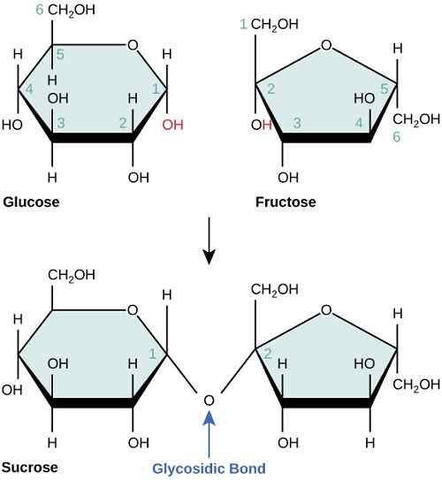 Diferencias entre glucosa y sacarosa