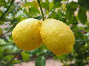 Perbezaan antara lemon dan citron