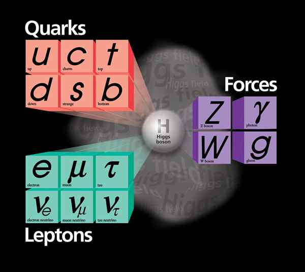 Perbezaan antara leptons dan quarks