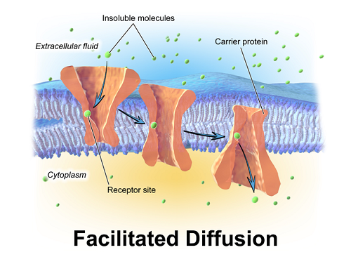 Unterschiede zwischen Osmose und erleichterter Diffusion