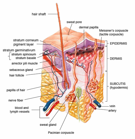 Perbedaan antara kelenjar sebaceous dan keringat