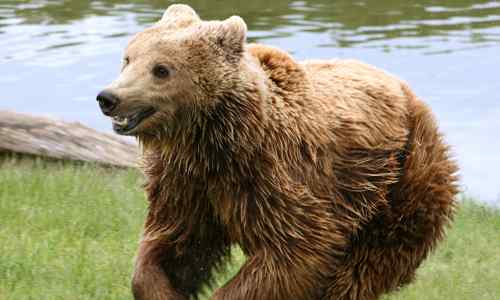 La différence entre «nu» et «ours».