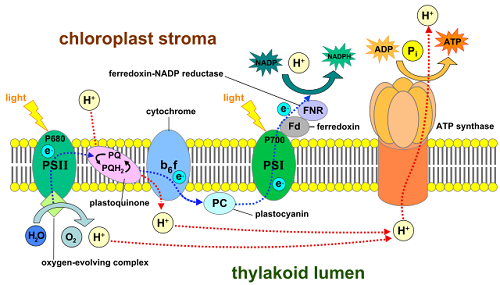 La différence entre la photophosphorylation cyclique et non cyclique