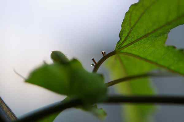 Apakah perbezaan antara meristem apikal dan meristem lateral?